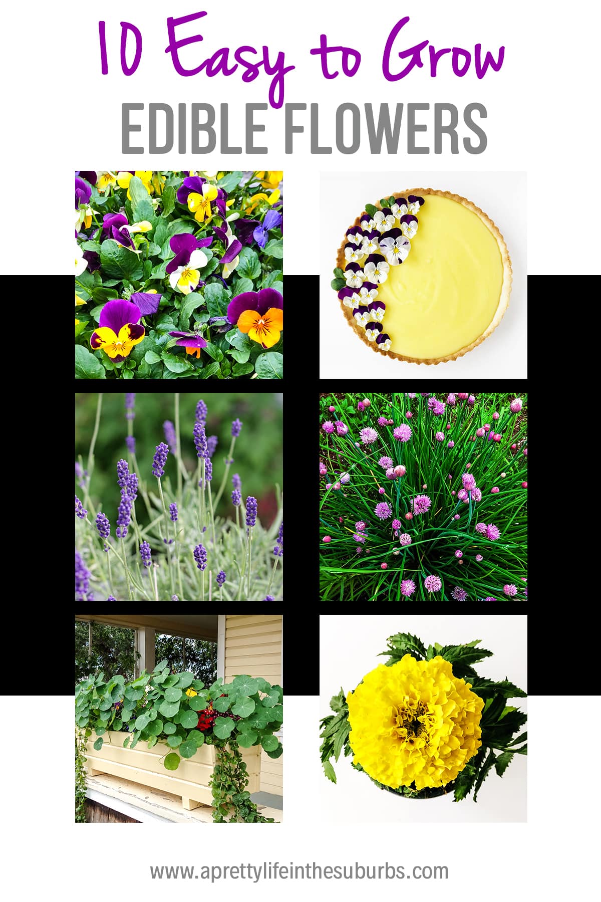 Planting an Edible Flower Garden A Pretty Life In The Suburbs