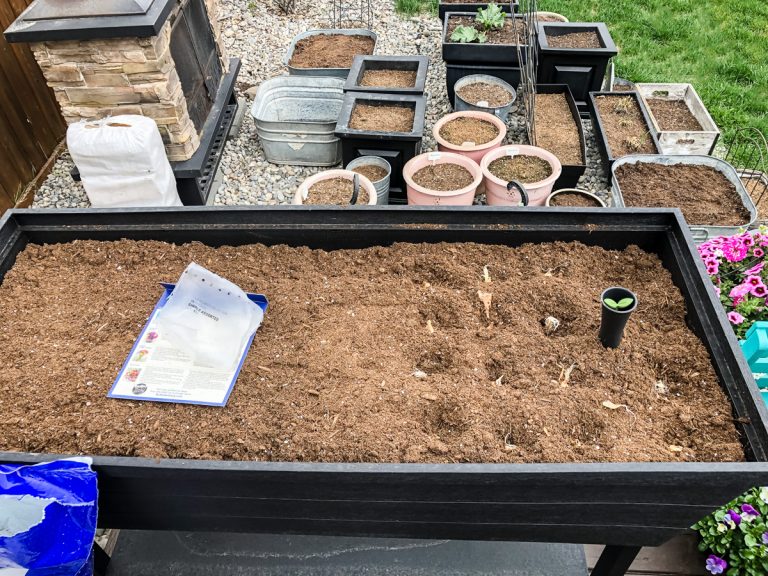 Tips for Growing a Cut Flower Garden - A Pretty Life In The Suburbs
