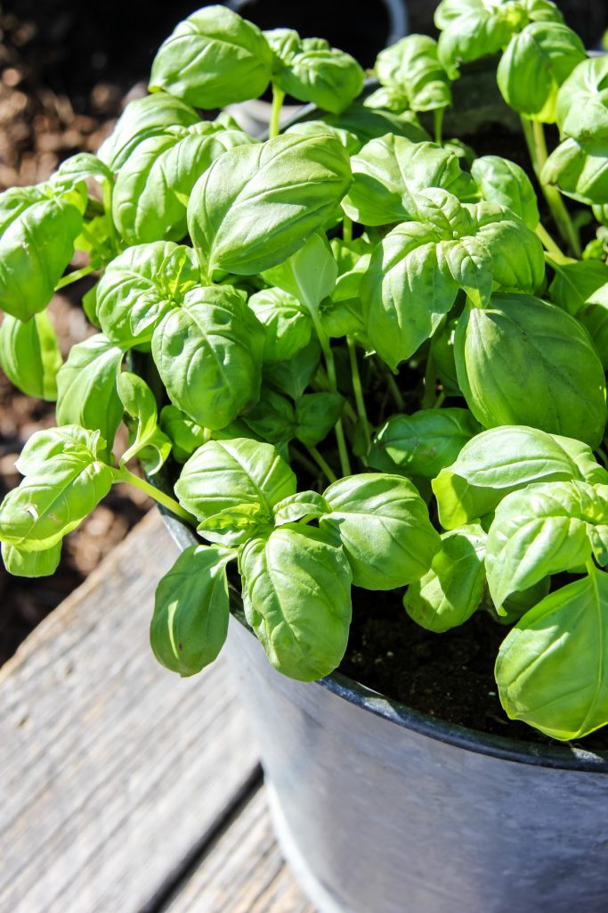 How to Plant a Container Herb Garden - A Pretty Life In The Suburbs