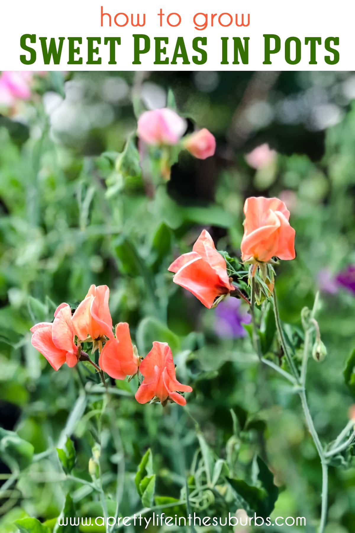 Growing Sweet Peas in Pots A Pretty Life In The Suburbs