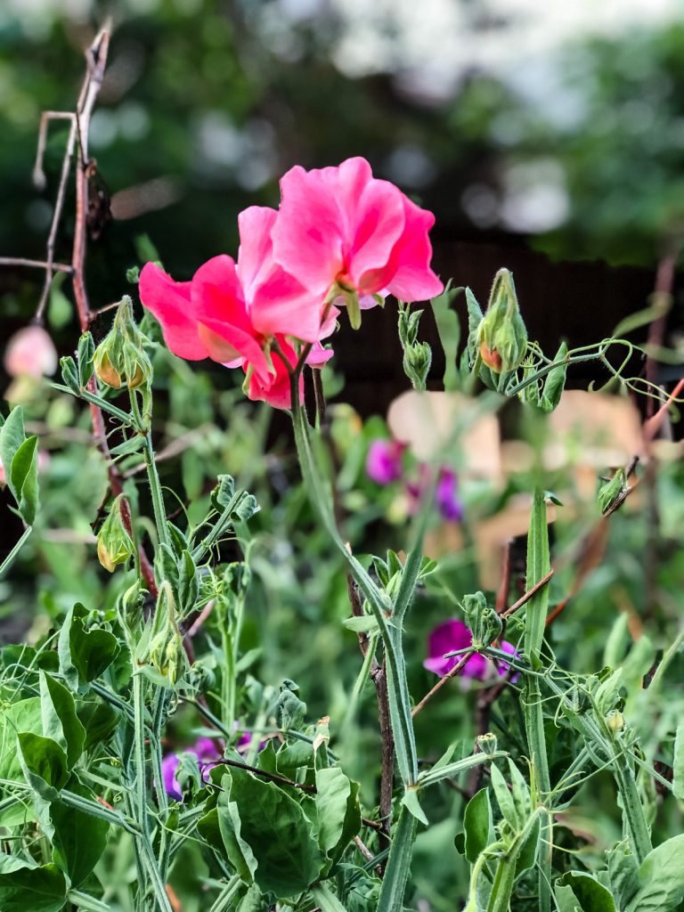 Growing Sweet Peas in Pots A Pretty Life In The Suburbs