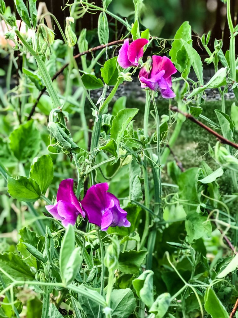 Growing Sweet Peas in Pots A Pretty Life In The Suburbs