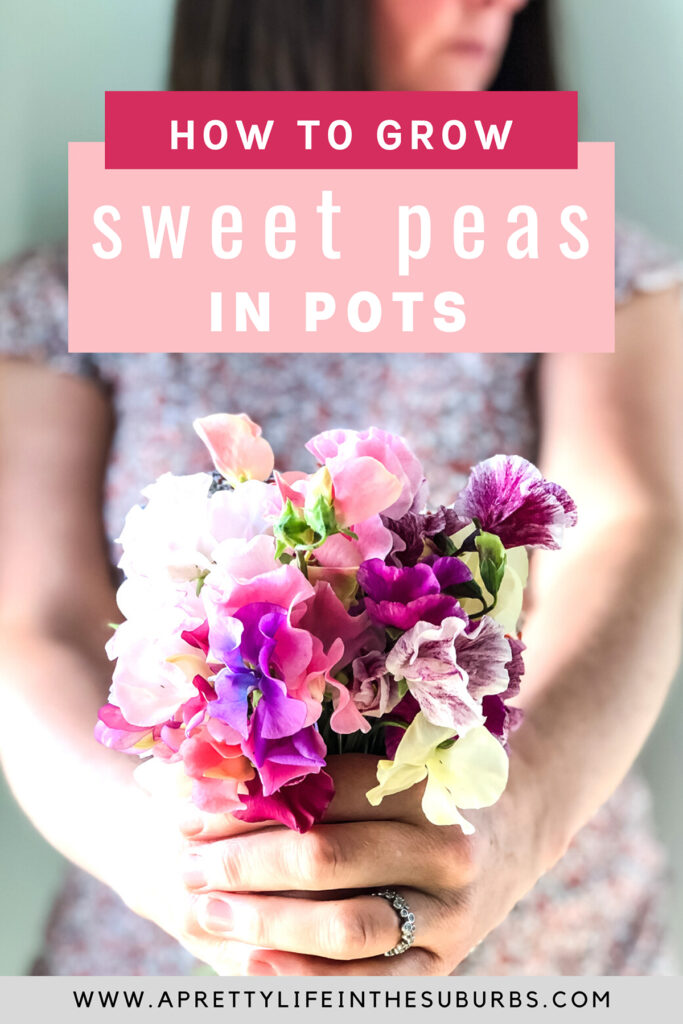 Growing Sweet Peas in Pots A Pretty Life In The Suburbs